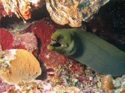 A Moray posing in front of some red coral. Ambergris Caye... by Paul Holota 